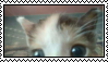 stamp of a kitten close to the camera, so only its forehead is visible